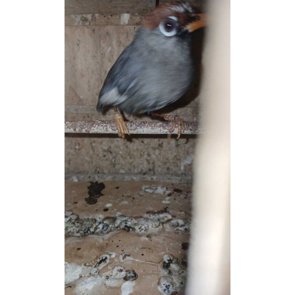 Poksay Mandarin Bandung