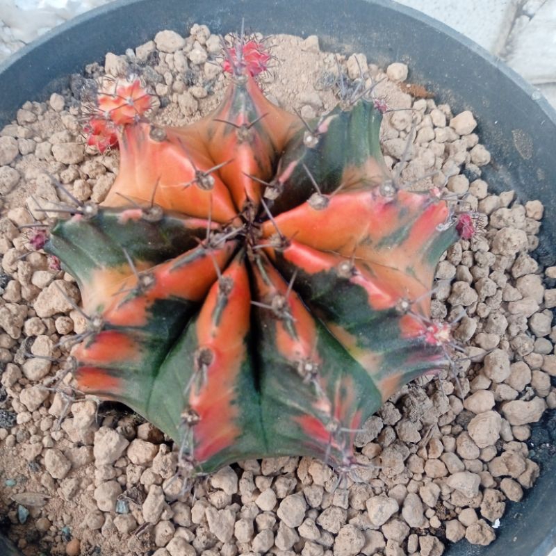 Kaktus Gymnocalicyum Mihanovichi Varigata