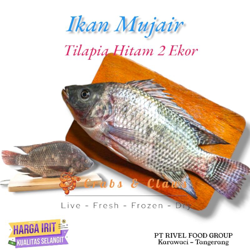 

Ikan Mujair / Mudjaer / Tilapia Hitam Fresh 2 Ekor