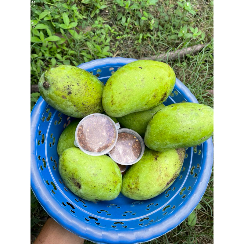 

MANGGA RUJAK imperfect 1KG (mangga muda)