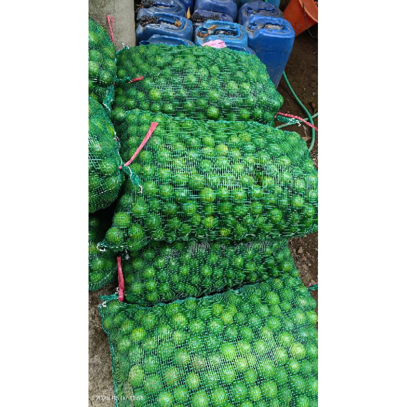 

jeruk nipis segar