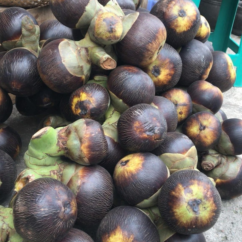 

buah lontar |buah siwalan butiran