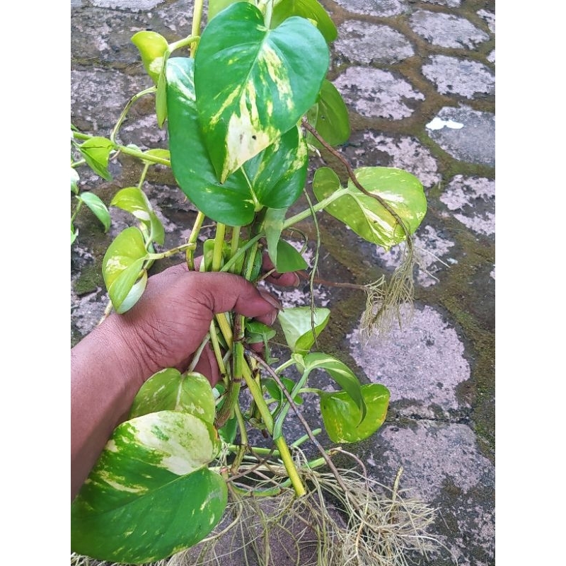 Hiasan Aquarium Aquascape Tanaman Air Sirih Gading