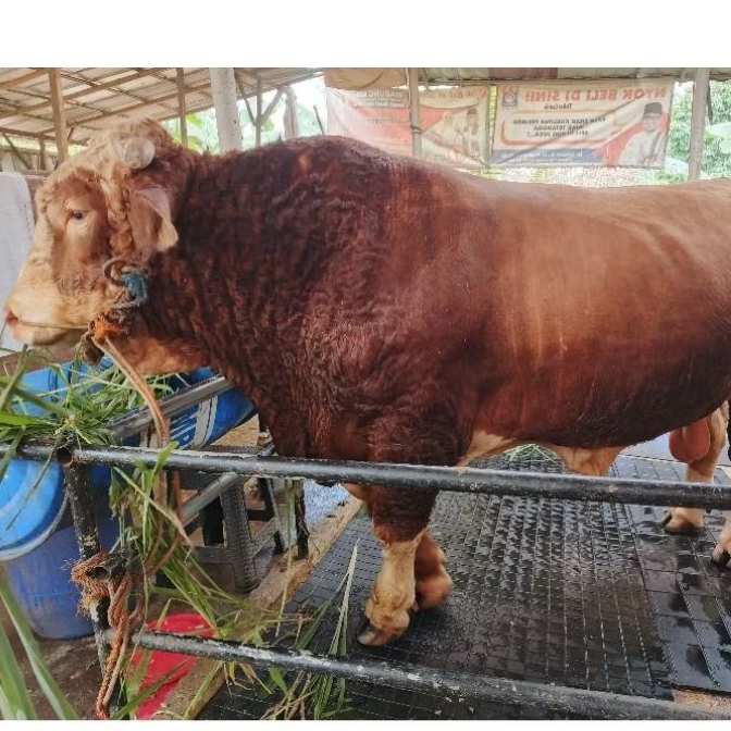 Hewan Kurban Jenis Sapi