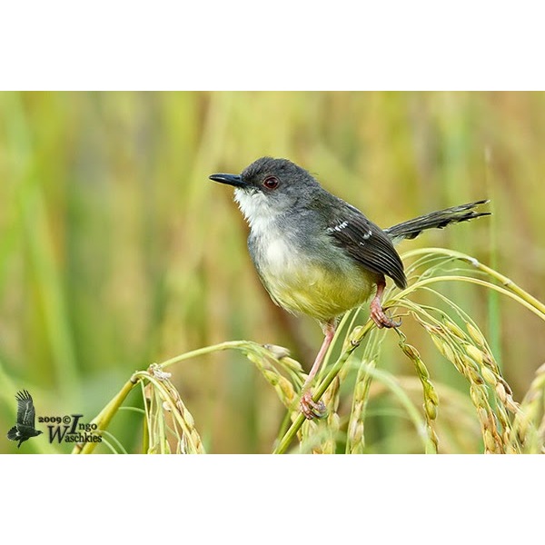 Ciblek Semi Sumatra Bandung