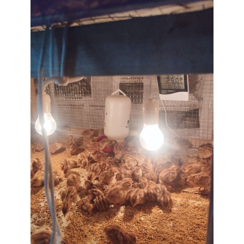 Doq puyuh jantan buat pakan reftil, beli 10 gratis 1