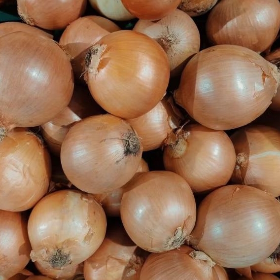 

INSTAN KOTA JAMBI Bawang Bombay 250gr