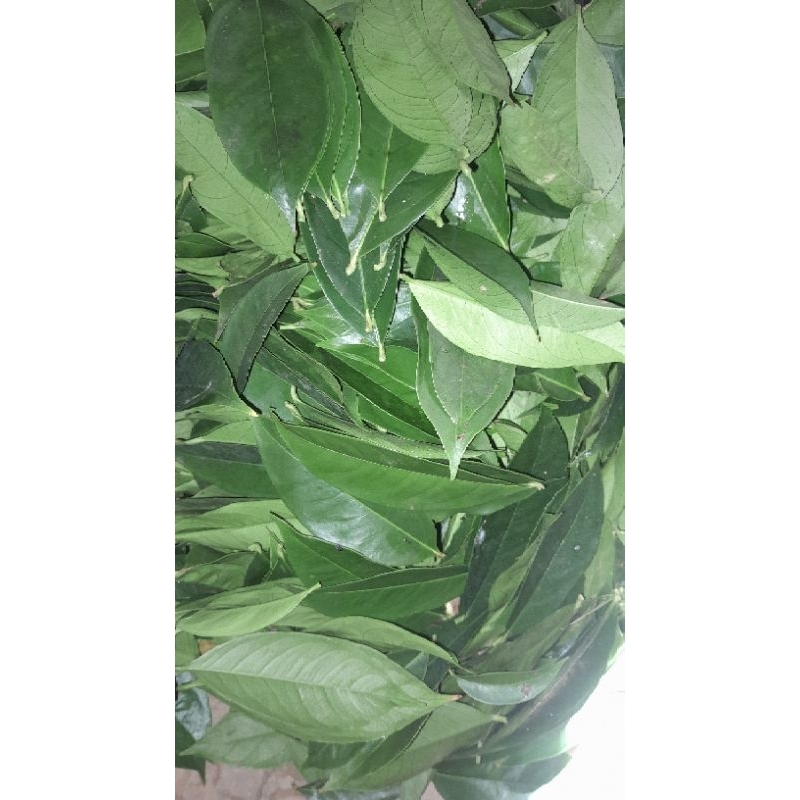 

Daun mahkota dewa 250 gr