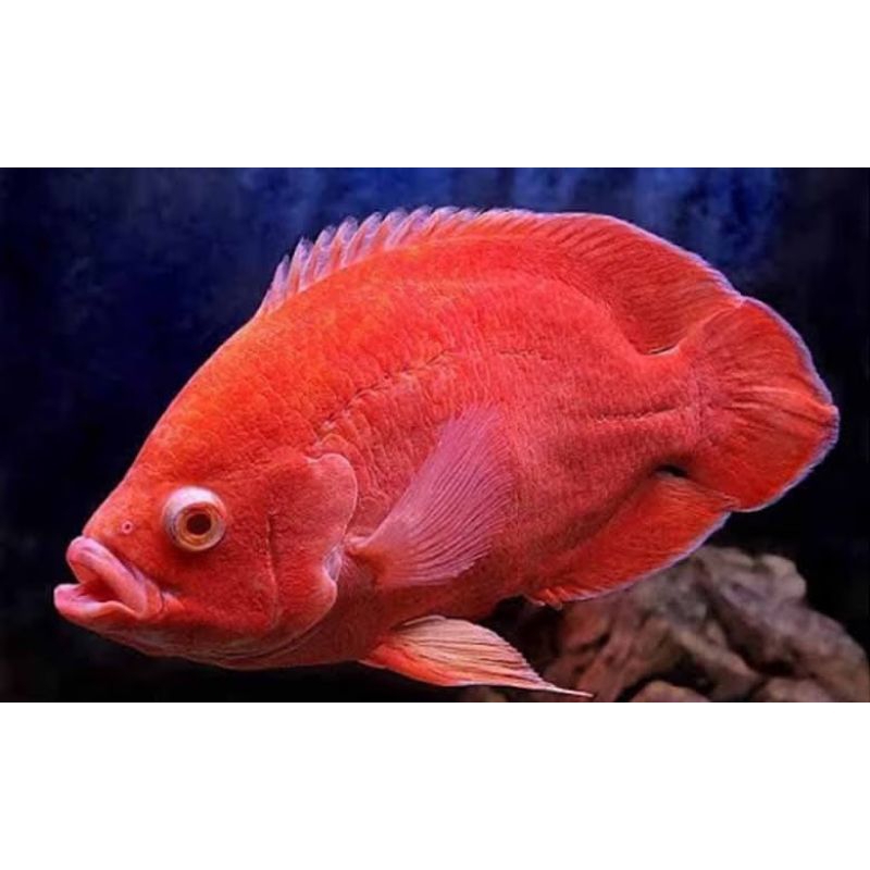 Hiasan Aquarium Ikan Oscar Red Paris