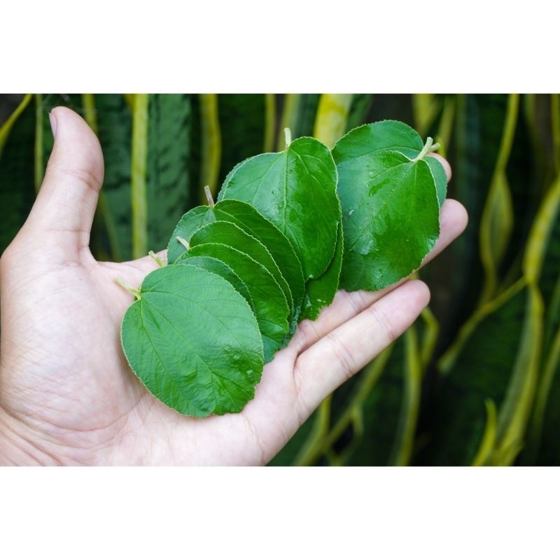 

daun bidara arab per lembar