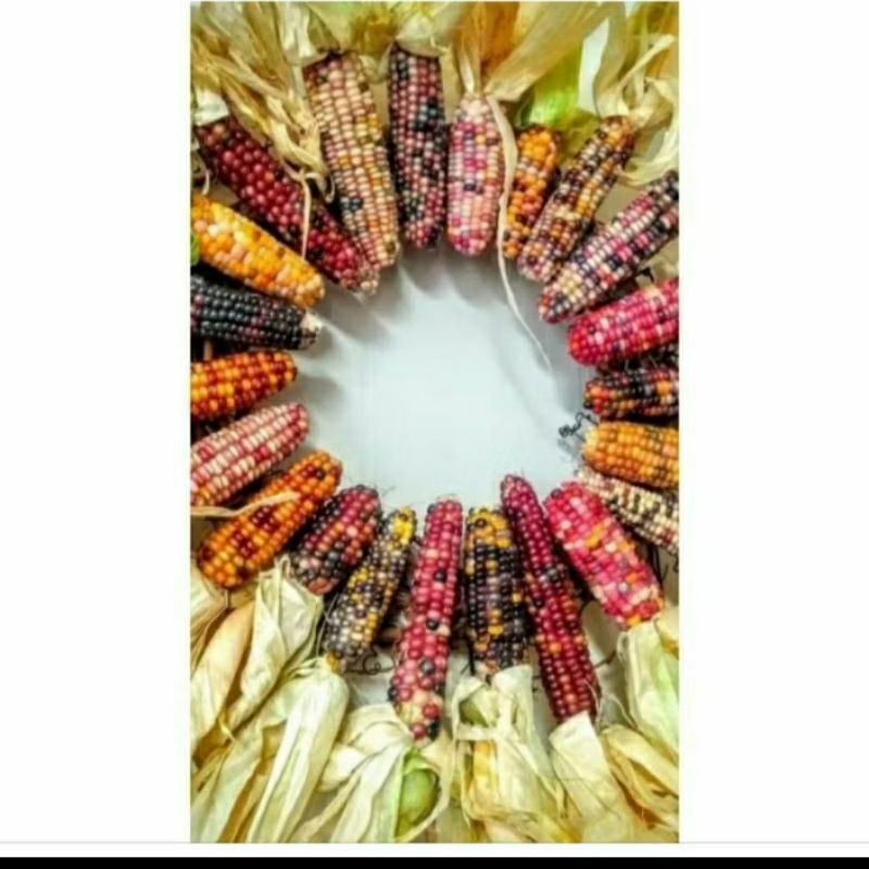 

biji benih jagung pelangi glass gem corn isi 15 butir