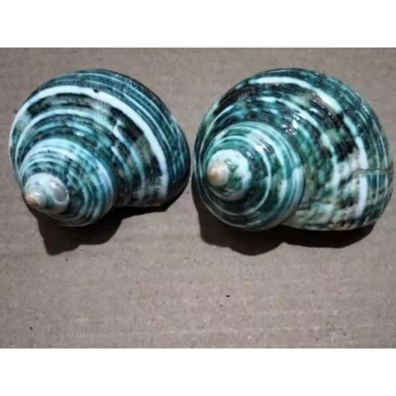 cangkang keong laut mata lembu