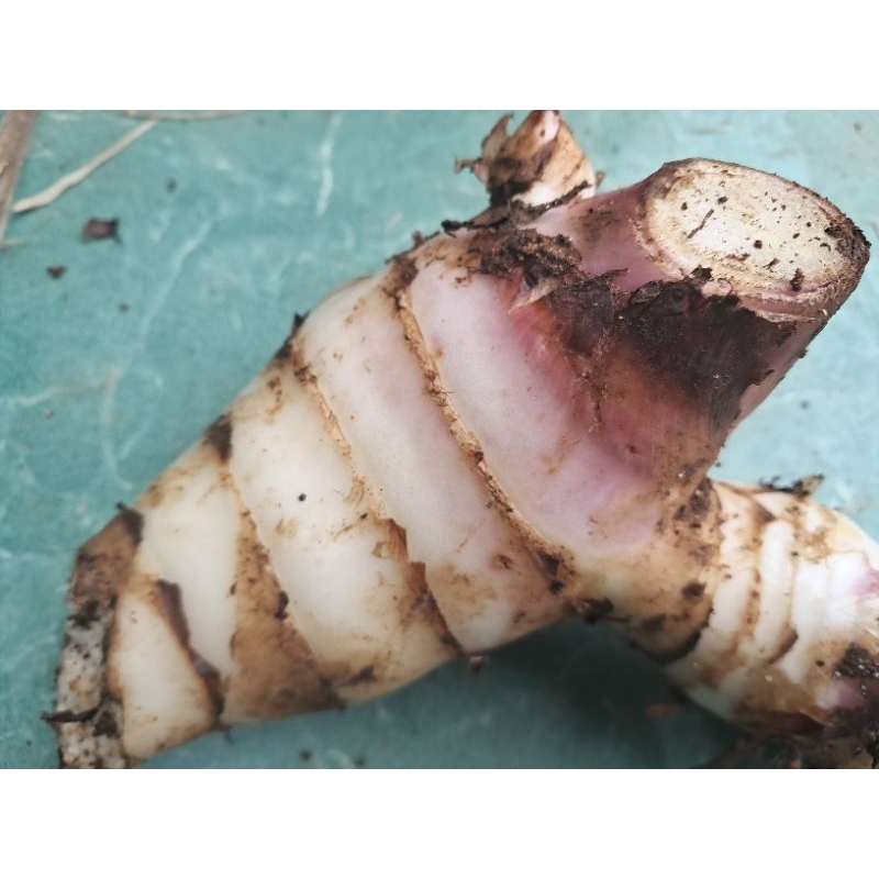 

jual ubi ganyong segar 1kg rasanya pulen manis