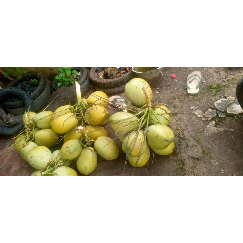 

Kelapa muda
