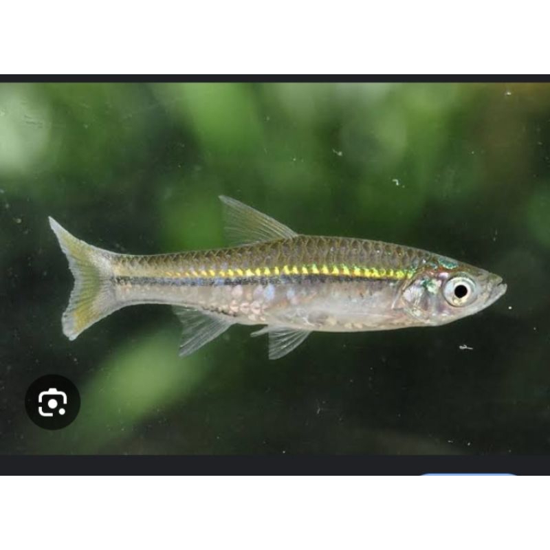 ikan wader sungai hidup ukuran rendom