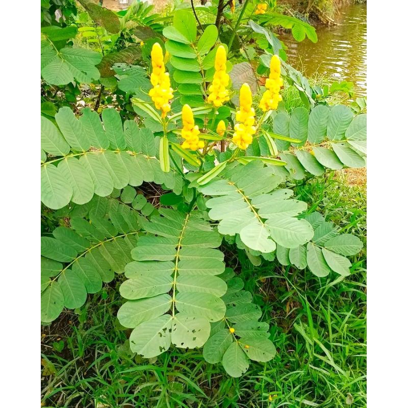 

daun ktepeng fresh/katepeng segar 50 gram isi 30 ~40 di ptik dadakan saat masuk orderan termurah terlaris