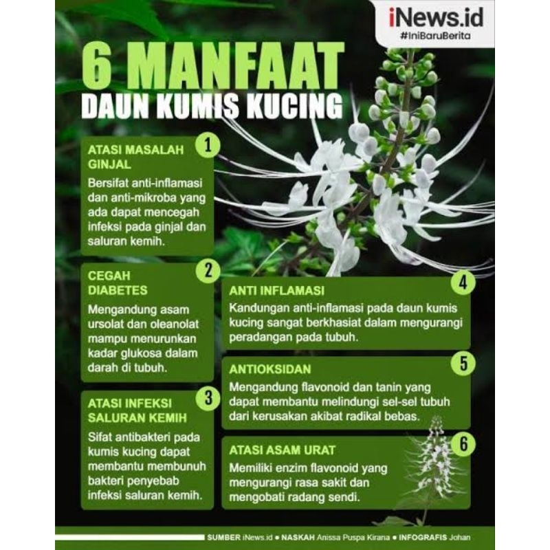 

daun kumis kucing