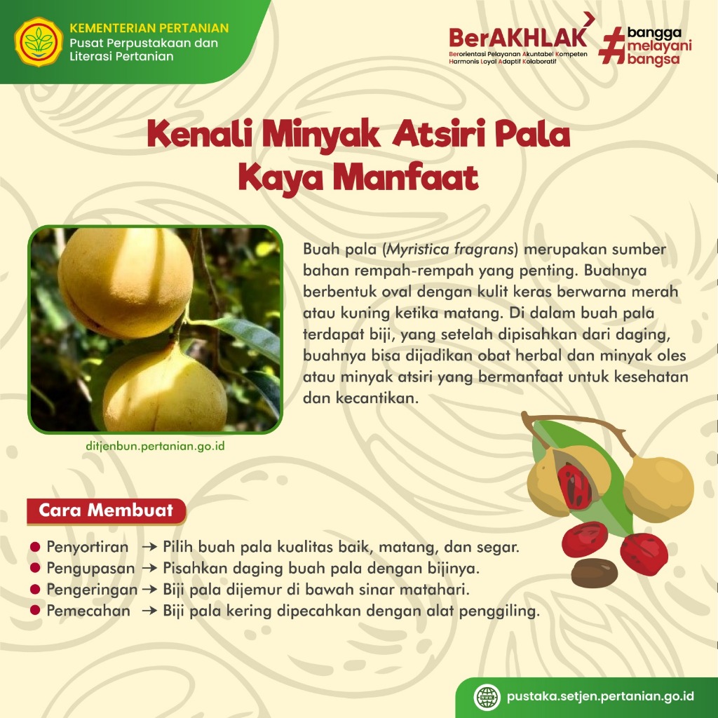 

Buah Pala Mentah 1 kg/buah pala termurah/rempah rempah