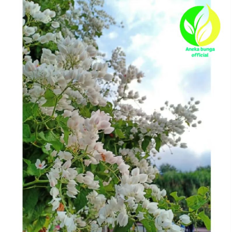 POHON BUNGA AIR MATA PENGANTIN PUTIH ( BUNGA MERAMBAT ) TANAMAN HIAS AIR MATA PENGANTIN PUTIH