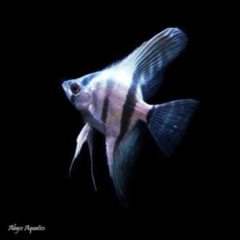 Manfish Blue Pinoy 2.5 - 3 cm - ETALASE