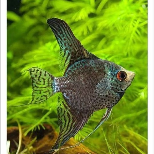Manfish Smokey Leopard  2.5 - 3 cm - Perawatan Aquarium