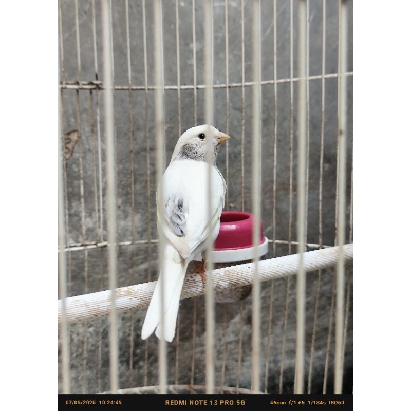 kenari loper putih gacoran