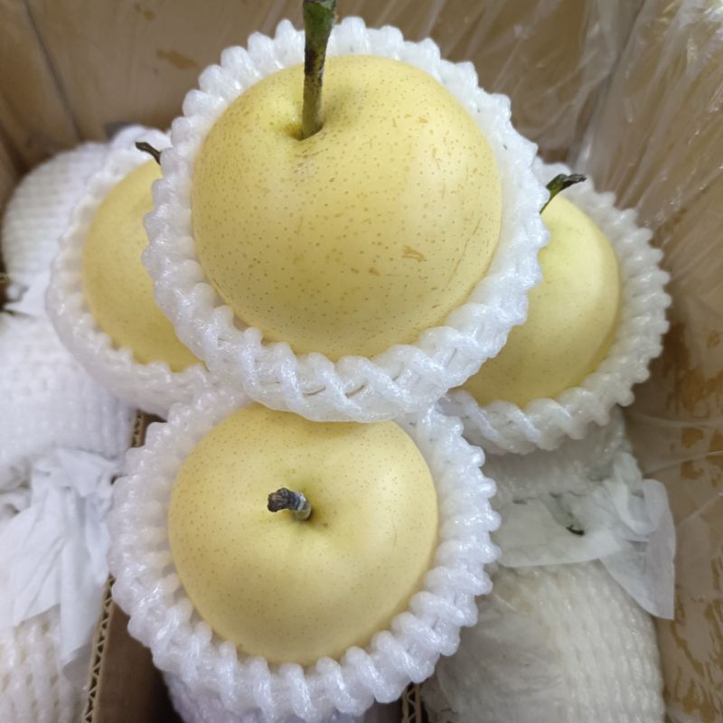 

BUAH PEAR CENTURY MANIS LEMBUT BANYAK AIR, BUAH PIR