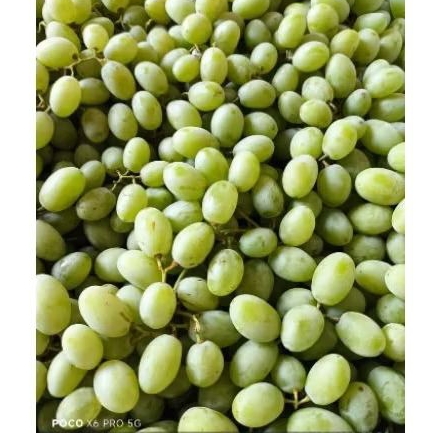 

Anggur Hijau Calmeria 1kg