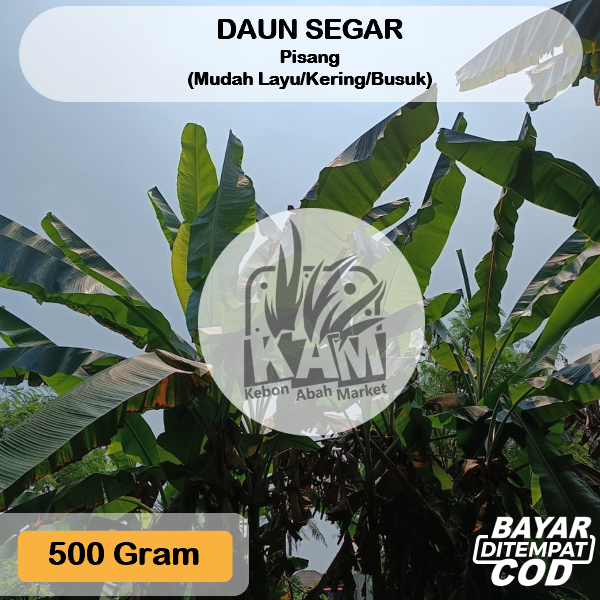 

Daun Pisang Segar 500 Gram Untuk Bungkus Masakan Makanan