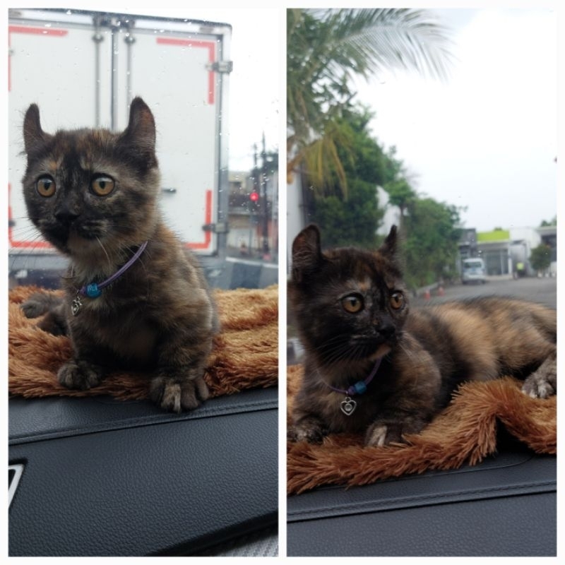 Kucing_Munchkin_Kinkalow_Cat