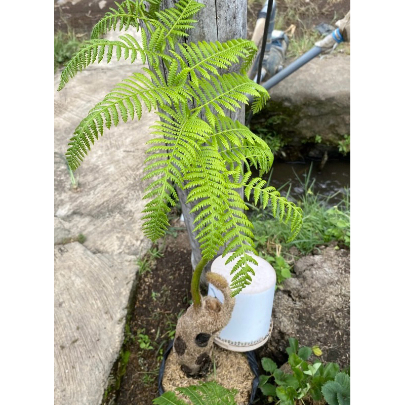 Pakis monyet - tanaman hias - pakis monyet