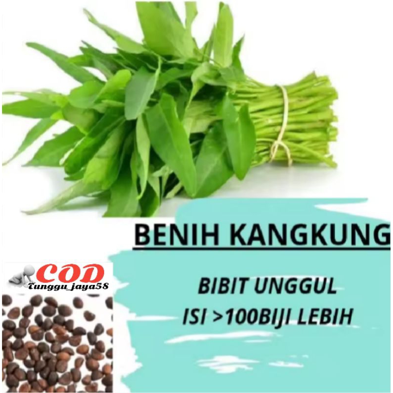 100+ BIJI KANGKUNG BANGKOK biji benih bibit kangkung