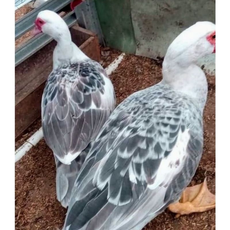 Paket hemat 10 Telur Tetas Mentok/Entok JaLi fertil siap untuk ditetaskan