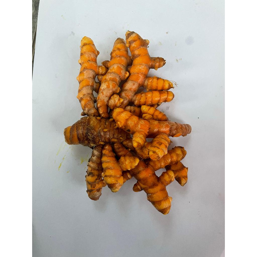 

Kunyit Kunir segar Rempah bumbu Jamu Fresh (Curcuma longa)