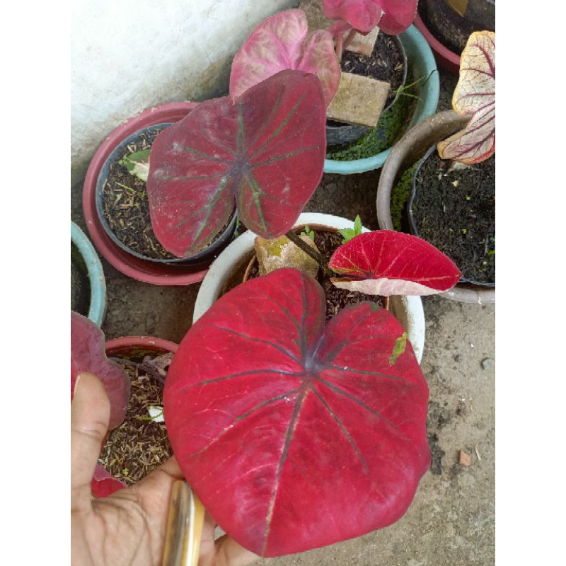 

keladi paket