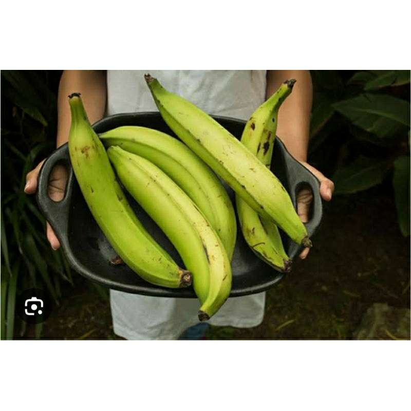 

pisang tanduk 10 biji asli muria