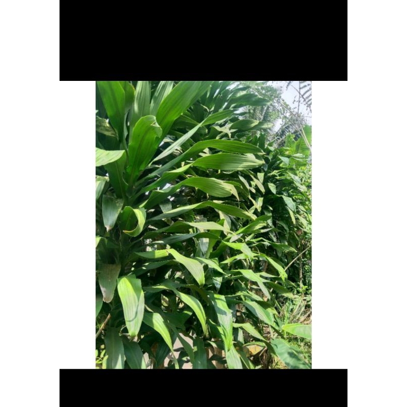 

daun hanjuang hijau 500 gramdadakan Setian order