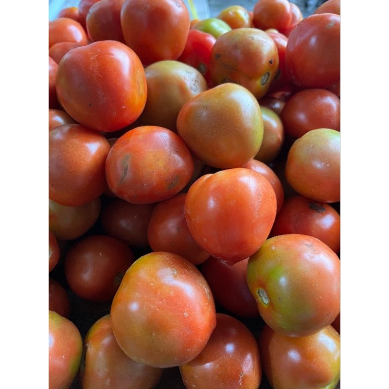 

Tomat Merah Segar / Tomat Buah / Tomat Sayur
