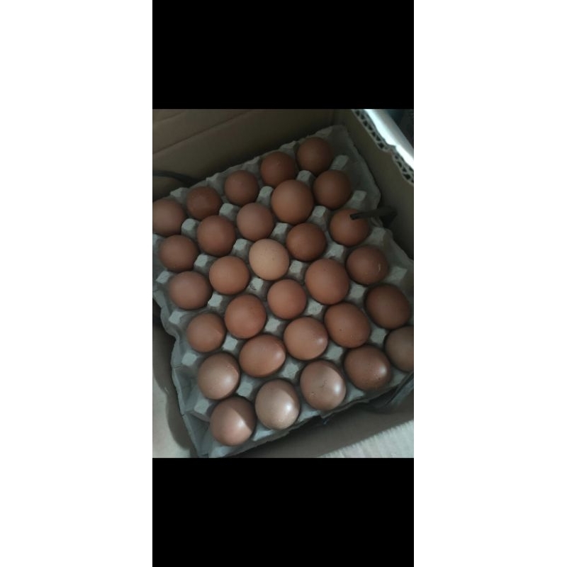 

Ayam Telur Fresh