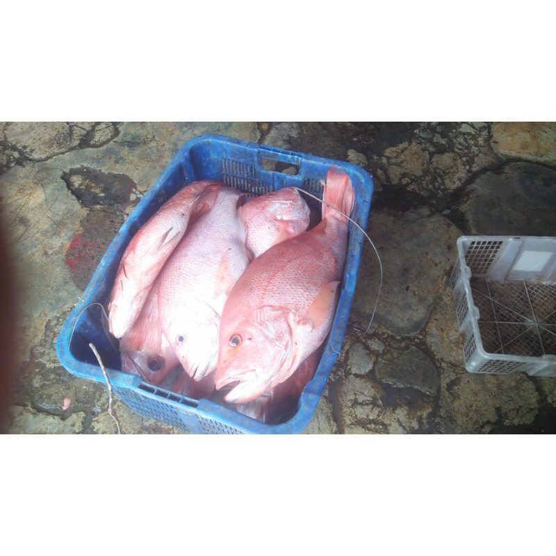 

kakap merah