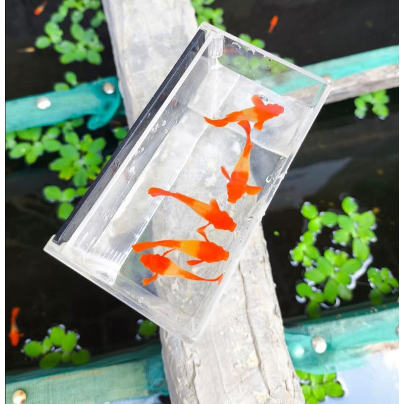 IKAN GUPPY ALBINO KOI SEPASANG