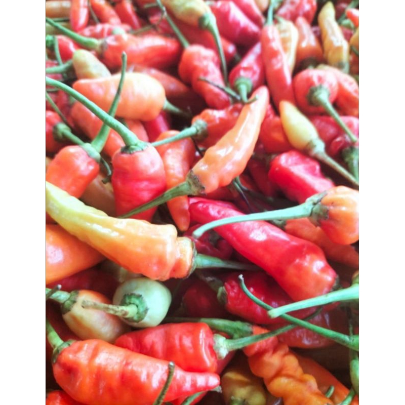 

Lombok / Cabai / Cabe / Chili