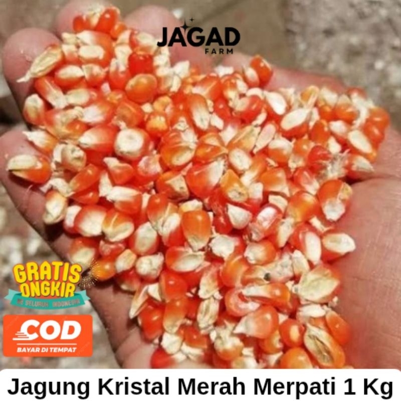 JAGUNG KRISTAL MERAH MERPATI Untuk Pakan Burung & Ternak Kemasan 1KG
