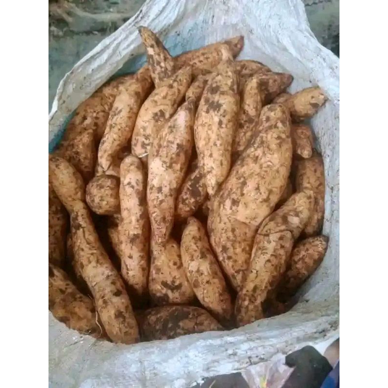 

Ubi cilembu super 1kg