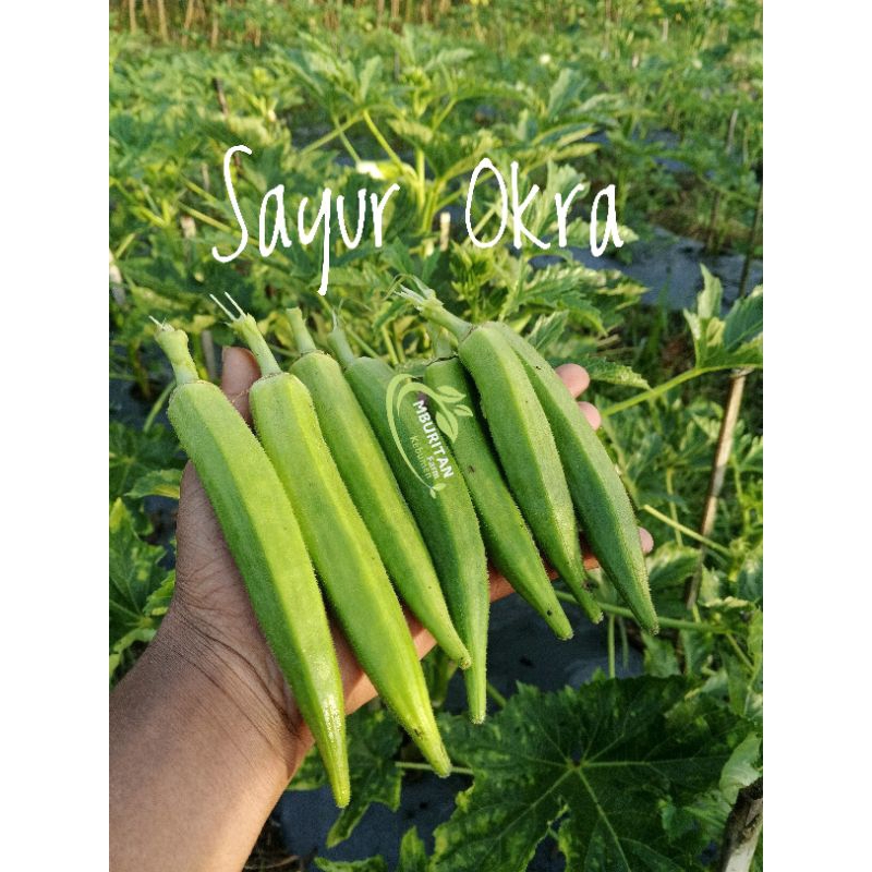 

[1kg]Kacang Bendi/Sayur Okra Segar Petik Kebun Langsung 100% Produksi Sendiri