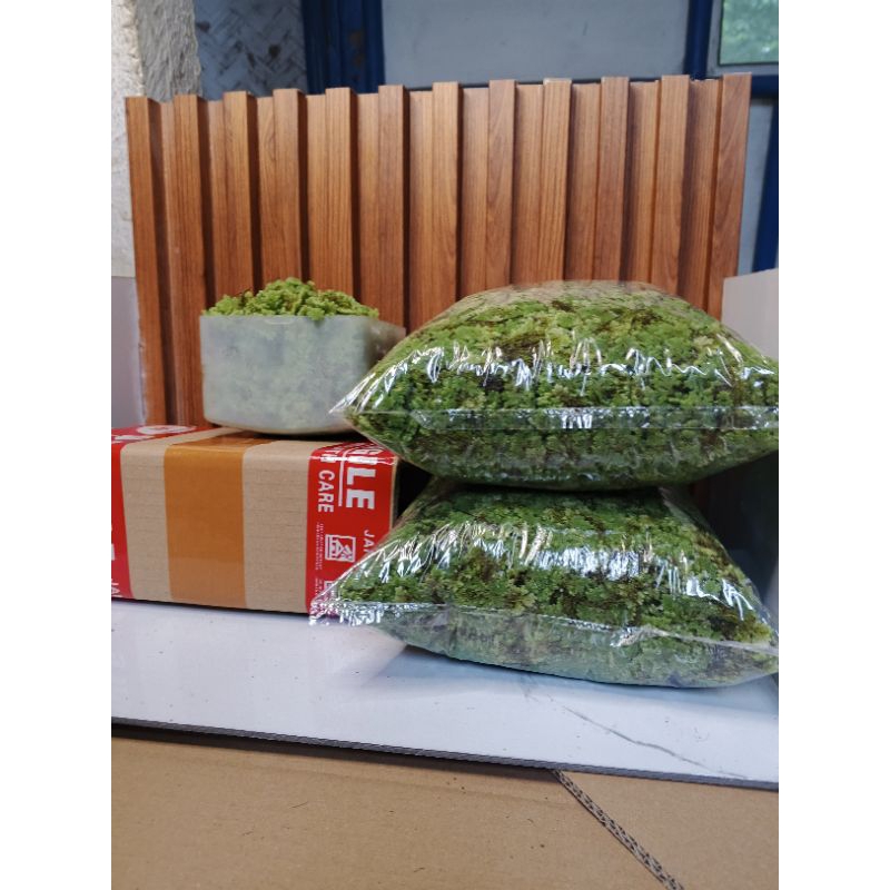 

[1kg]Azzola Mycropylla Hijau Segar Harga Termurah