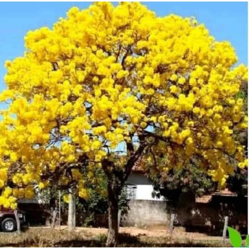 bibit tanaman hias tabebuya sakura bunga kuning tinggi 1 meter / tabebuya kuning 1 meter
