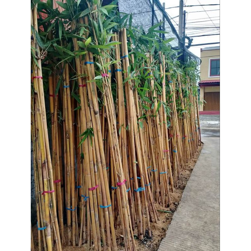 tanaman hias bambu panda kuning / tanaman bambu kuning