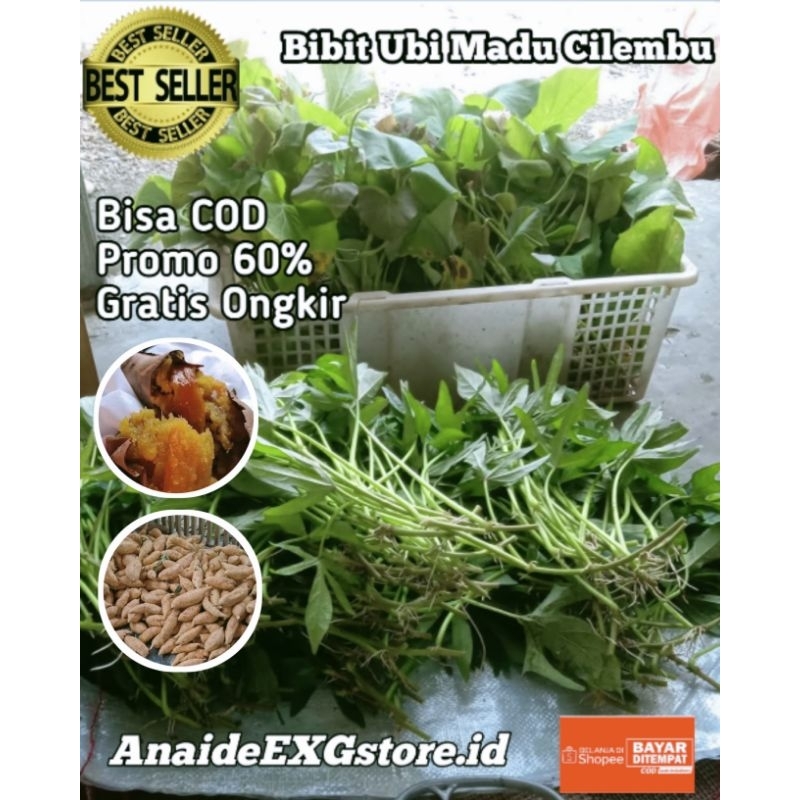 

Promo Bibit Ubi Cilembu Asli Super 15 Batang Pilihan / Bibit Ubi Madu Cilembu |Flash Sale