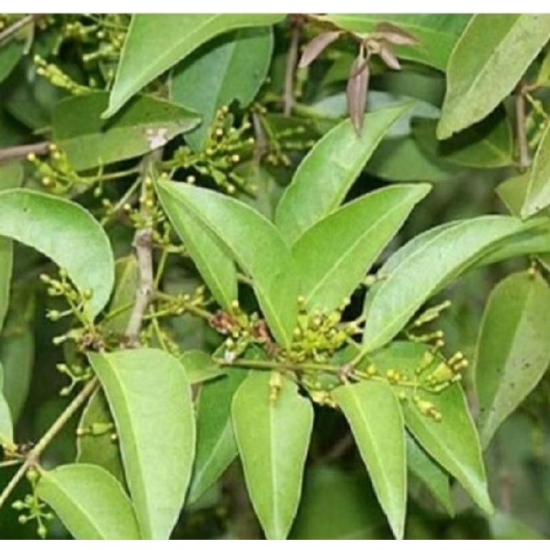 

HERBAL ALAMI DAUN BENALU/MLADEHAN SEGAR KEMASAN 100 GRAM SIAP KIRIM